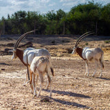 Wildlife Conservation Programs