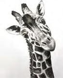 Workshop with Tamsett | Charcoal Giraffe | Afternoons