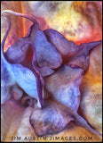 Workshop with Austin | SNAPSEED: CREATIVE ART PHOTO STUDIO IN YOUR HANDS