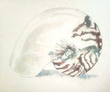 Workshop with Tamsett | Nautilus Shells
