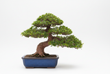 Workshop with Johnstone | BONSAI BASICS: FROM PLANT TO ART
