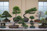 Workshop with Johnstone | BONSAI BASICS: FROM PLANT TO ART